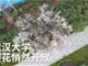 航拍武大樱花盛开:校园里空无一人